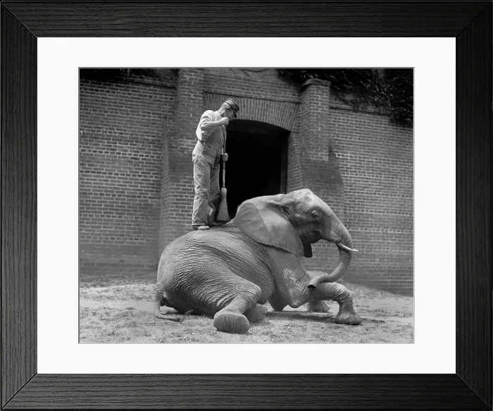 Framed Print : An elephant trainer, and Jumebina the elephant, 1922 Framed Print : An elephant trainer, and Jumebina the elephant, 1922
