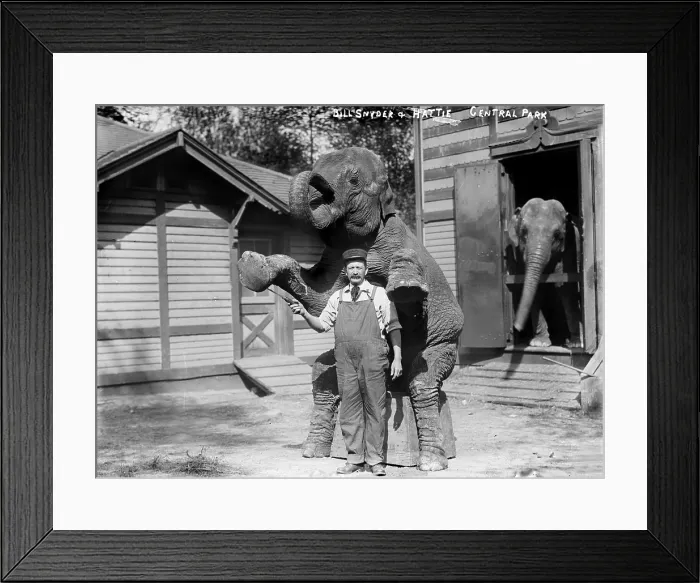 Framed Print : Bill Snyder, elephant trainer, and Hattie the elephant, in Central Park, New York City, circa early 1900s