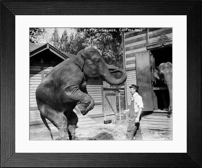 Framed Print : Bill Snyder, elephant trainer, and Hattie the elephant, in Central Park, New York City, circa early 1900s