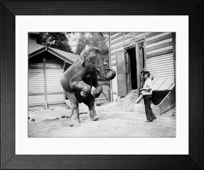 Framed Print : Bill Snyder, elephant trainer, and Hattie the elephant, in Central Park, New York City, circa early 1900s