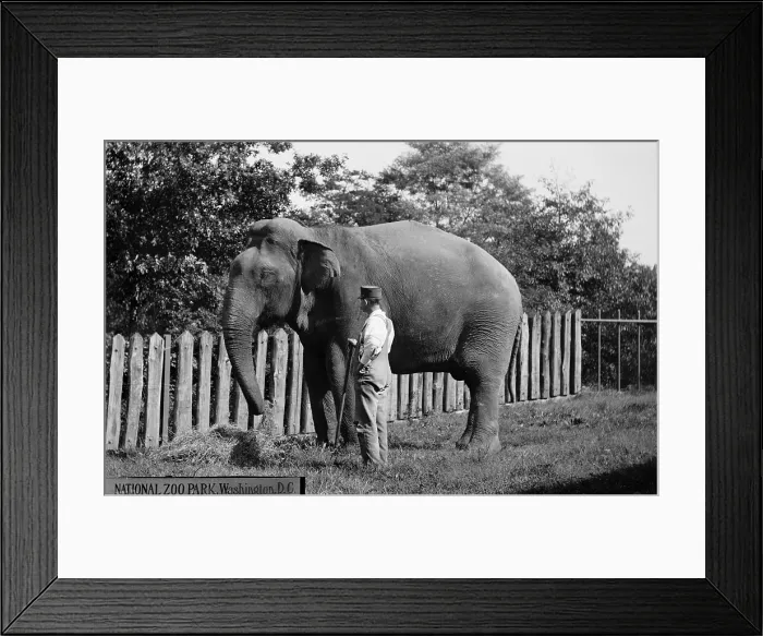 Framed Print : Elephant eating at National Zoo Park, Washington DC, circa 1910s Framed Print : Elephant eating at National Zoo Park, Washington DC, circa 1910s