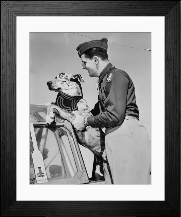 Framed Print : World War II, Tiger, a six-month old, 125 pound great dane earned his Sergeant's stripes by rousing a whole barracks of men at the Enid, Oklahoma flying school each morning