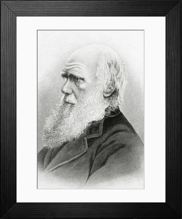 Framed Print : DARWINCharles Robert (1809-1882). British naturalistauthor of the theory of evolution by natural selection. Engraving. SPAIN. Barcelona