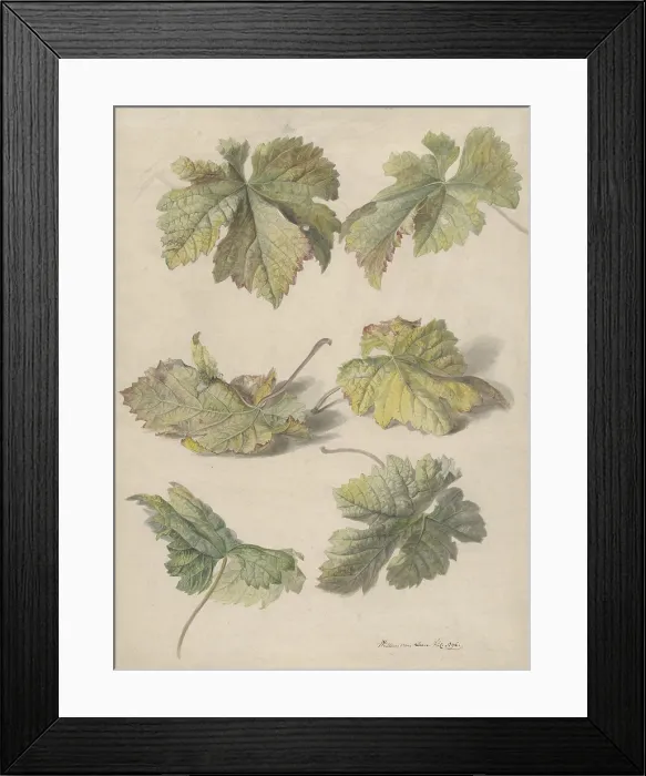 Framed Print : Studies of Vine Leaves, by Willem van Leen, 1796, Dutch painting, watercolor and pencil on paper Framed Print : Studies of Vine Leaves, by Willem van Leen, 1796, Dutch painting, watercolor and pencil on paper