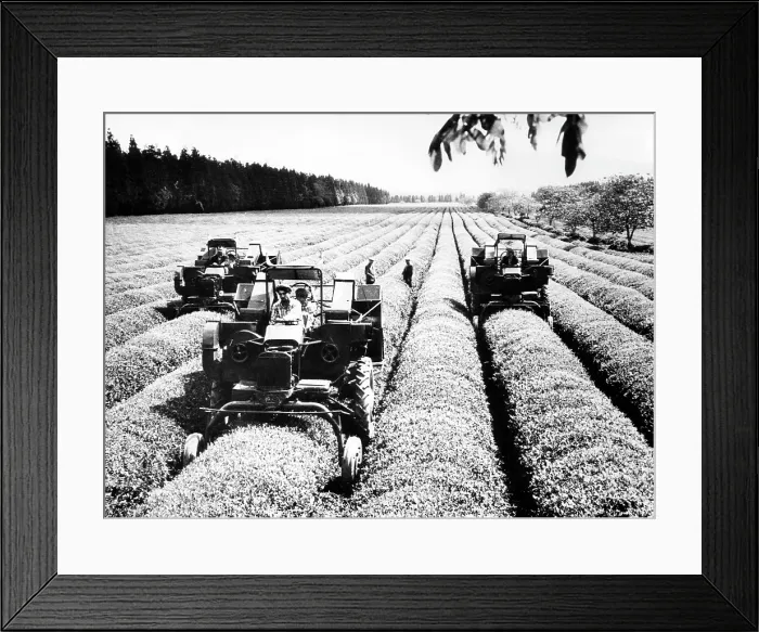 Framed Print : Tractors with special tea leaf picking apparatus at the Ingirsk experimental state farm in the U.S.S.R. 1962.. Courtesy: CSU Archives  /  Everett Collection