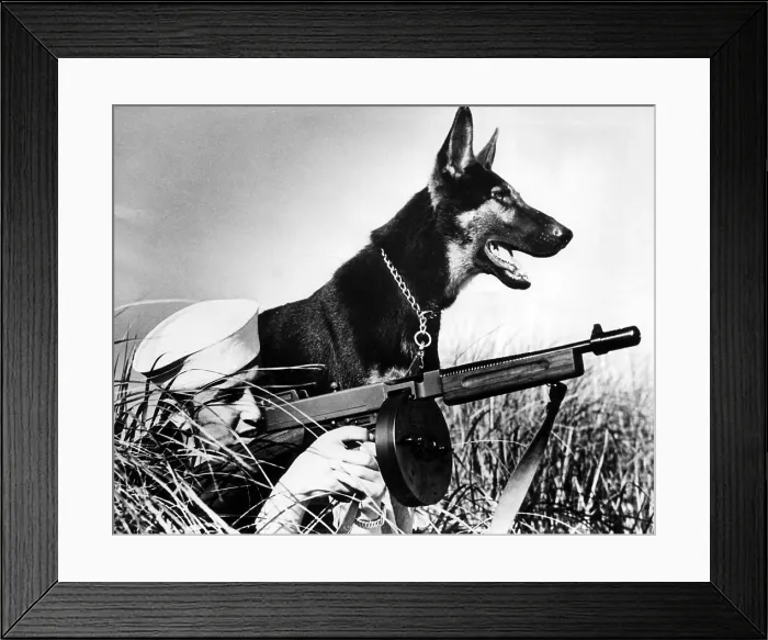 Framed Print : A trained german shepherd sitting watch for a Coast Guardsman, circa 1942. Courtesy: CSU Archives / Everett Collection