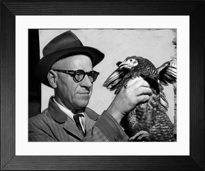 Framed Print : Lester P. W. Wehle, a live-poultry inspector for the city of New York, inspects the crop of a chicken. Photograph, 1951 Framed Print : Lester P. W. Wehle, a live-poultry inspector for the city of New York, inspects the crop of a chicken. Photograph, 1951