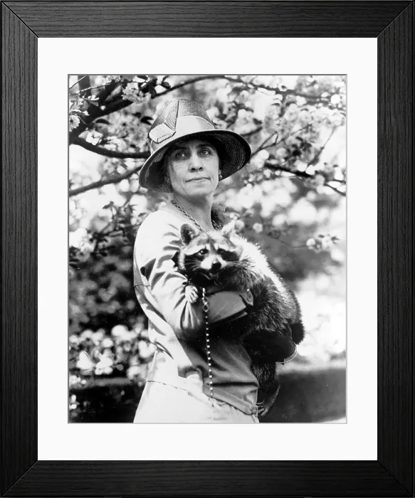 Framed Print : Grace Coolidge (1879-1957), First Lady 1923-1929; original caption: Mrs. Coolidge holding her pet raccoon, Rebecca, circa 1921-1923 Framed Print : Grace Coolidge (1879-1957), First Lady 1923-1929; original caption: Mrs. Coolidge holding her pet raccoon, Rebecca, circa 1921-1923