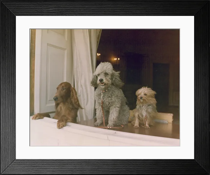Framed Print : Richard M. Nixon's dogs looking out a window of the White House