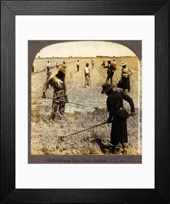 Framed Print : Hoeing rice. African American farm workers in a rice field. South Carolina, stereocard ca. 1904