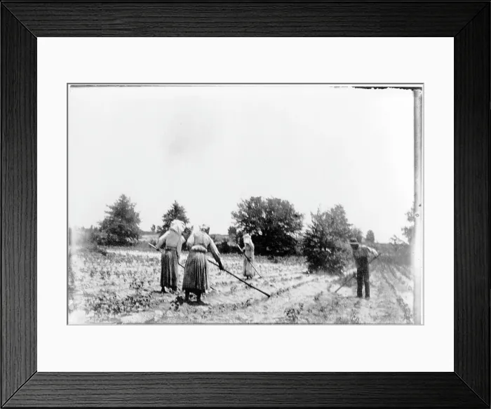 Framed Print : African American farmers, three women and one man, hoeing a field. Georgia, ca. 1899