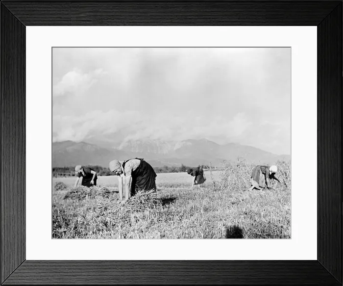 Framed Print : Yugoslavia, Yugoslav women are diligent helpers in all phases of agricultural development of their country, photograph circa 1939-1940