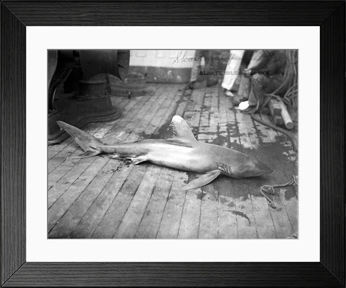 Framed Print : Dead Shark. Hawaiian Islands, 1902