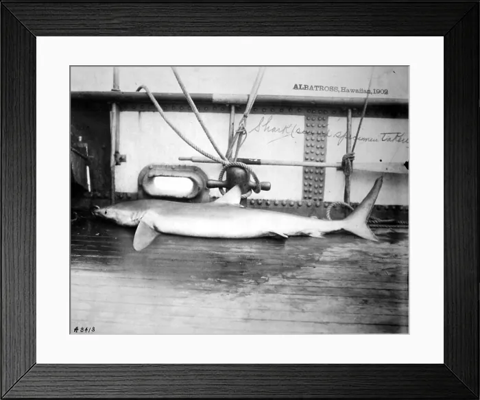 Framed Print : Dead Shark. Hawaiian Islands, 1902 Framed Print : Dead Shark. Hawaiian Islands, 1902