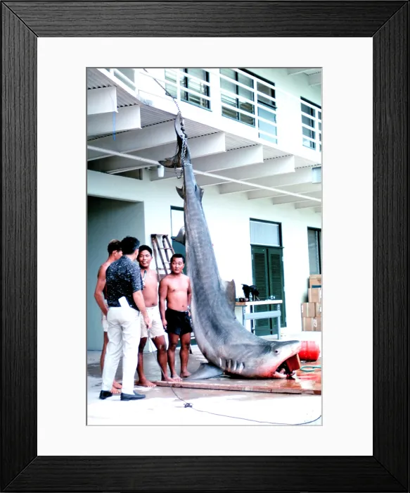 Framed Print : Dead shark. 14-foot, 1200 pound tiger shark caught in Kaneohe Bay, Oahu, Hawaii. Ca. 1966