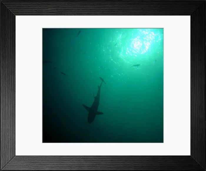 Framed Print : Shark silhouetted in the sun. Near Palau