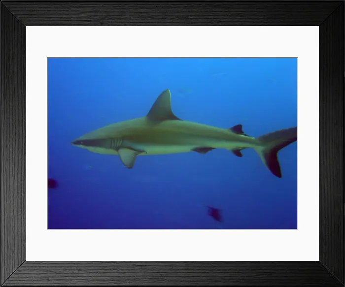 Framed Print : Gray reef shark, near Palau Framed Print : Gray reef shark, near Palau