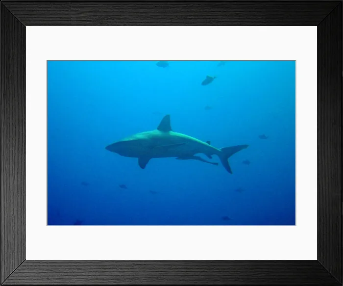 Framed Print : Large shark with remora swimming below. near Palau Framed Print : Large shark with remora swimming below. near Palau