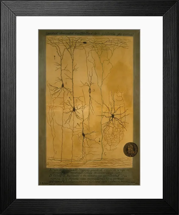 Framed Print : RAMON Y CAJALSantiago (1852-1934). Spanish doctor and histologistNobel Prize in 1906. Histological schema of the constitutive elements of the cortical grey matter
