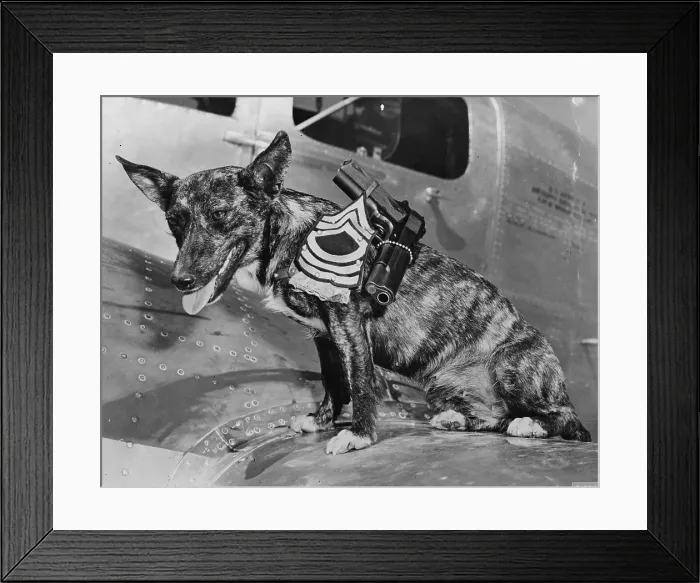 Framed Print : World War II, Poochy, wearing the insignia of a Master sergeant at the Army Flying school, Lubbock, Texas, 1942
