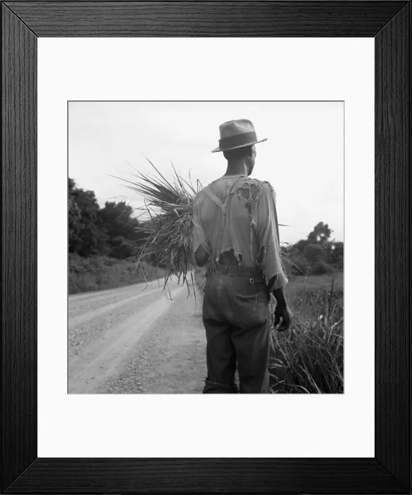 Framed Print : African American man in living in rural Mississippi near Vicksburg on a road where he has gathered some grass. His ragged clothing indicates his poverty Framed Print : African American man in living in rural Mississippi near Vicksburg on a road where he has gathered some grass. His ragged clothing indicates his poverty