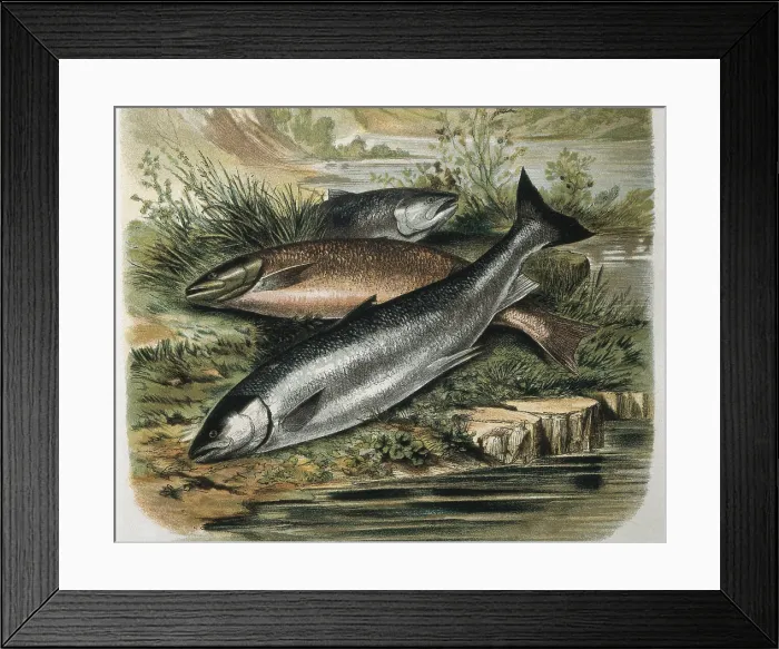 Framed Print : Salmons. Engraving after a drawing by a F.Padro. Engraving. - J. Bedmar / Iberfoto / Everett Collection (268462)**US SALES ONLY** Framed Print : Salmons. Engraving after a drawing by a F.Padro. Engraving. - J. Bedmar / Iberfoto / Everett Collection (268462)**US SALES ONLY**
