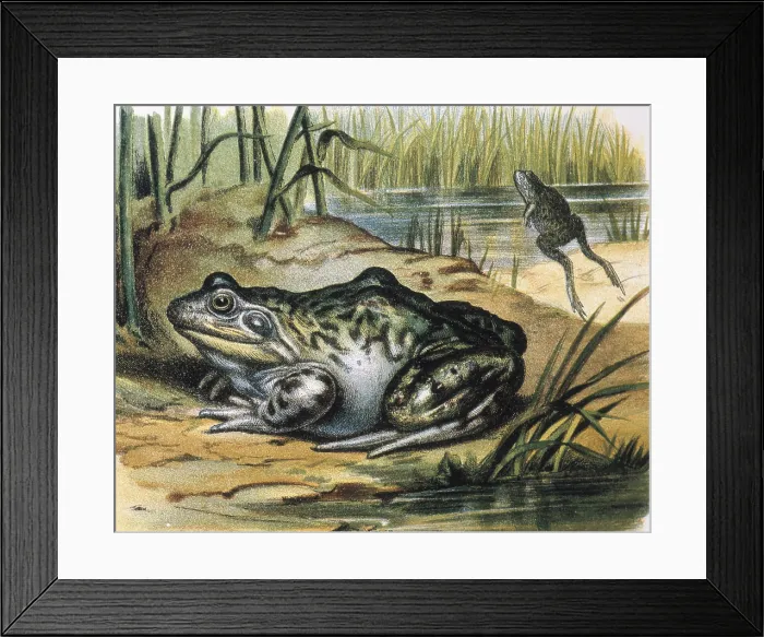 Framed Print : Bullfrog. Ranidae amphibian. Engraving from a painting by F.Padro. Engraving. - J. Bedmar / Iberfoto / Everett Collection (130656)**US SALES ONLY** Framed Print : Bullfrog. Ranidae amphibian. Engraving from a painting by F.Padro. Engraving. - J. Bedmar / Iberfoto / Everett Collection (130656)**US SALES ONLY**