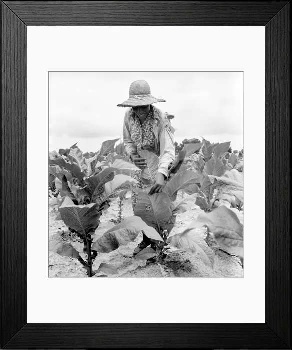 Framed Print : African American woman farming, original caption: Daughter of Negro sharecropper goes up and down the rows worming the tobacco, Wake County, North Carolina Framed Print : African American woman farming, original caption: Daughter of Negro sharecropper goes up and down the rows worming the tobacco, Wake County, North Carolina