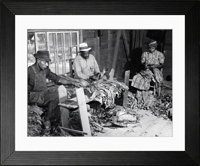 Framed Print : An African American family of farmers, original title: B.C. Corbett, his wife, and son stripping and grading tobacco in a strip house