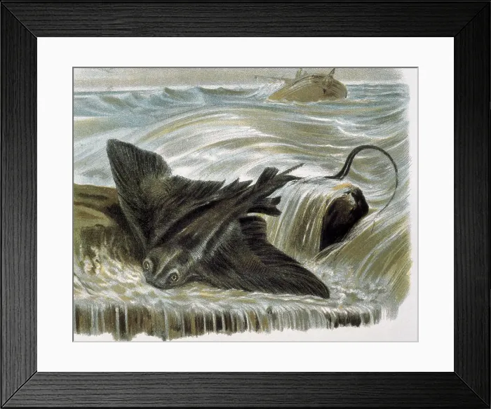 Framed Print : Eagle ray (Myliobatis aguila). Engraving after a drawing by a F.Padro. Engraving. - J. Bedmar / Iberfoto / Everett Collection (127861)**US SALES ONLY**
