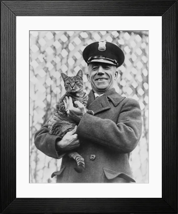 Framed Print : Tige, the White House cat and pet of First Lady Grace Coolidge has been returned, Benjamin Fink