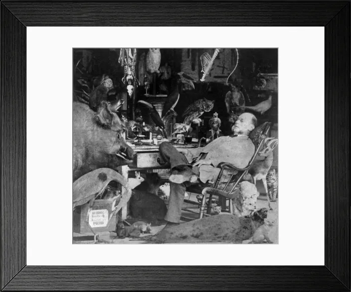 Framed Print : Taxidermy, mounted animals, taxidermist in chair with eyes closed in room full of mounted animals and birds, photograph by Eugene S. M. Haines, 1870
