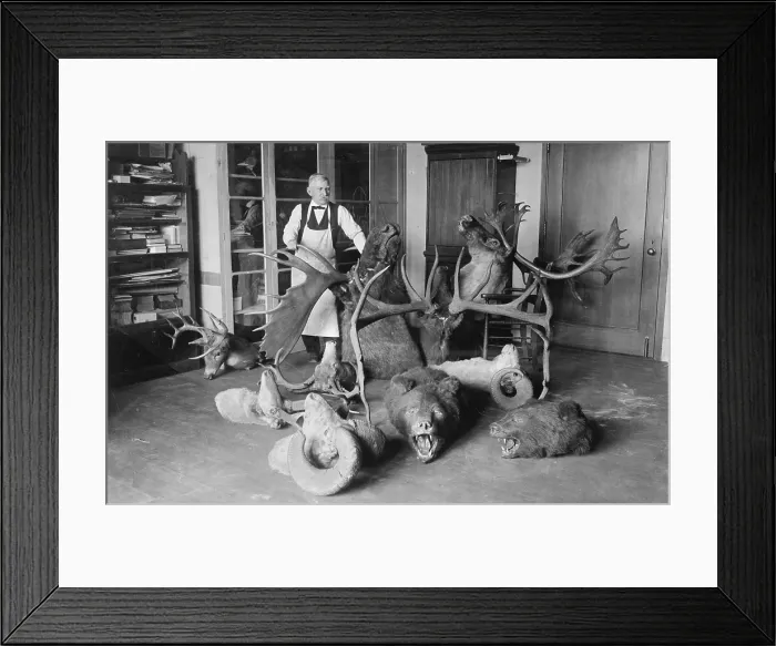 Framed Print : Taxidermy, Joseph W. Schollick, osteologist at the National Museum, with animal heads, photograph, circa 1923