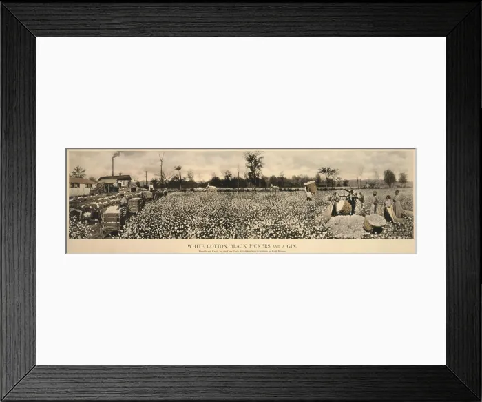 Framed Print : African Americans working in a cotton field, original caption: White cotton, black pickers and a gin Framed Print : African Americans working in a cotton field, original caption: White cotton, black pickers and a gin