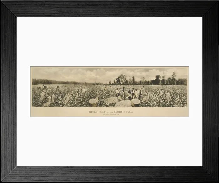 Framed Print : African Americans working in a cotton field, original caption: Dixie's field of the cloth of gold Framed Print : African Americans working in a cotton field, original caption: Dixie's field of the cloth of gold