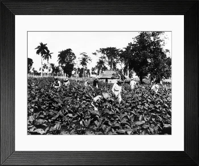 Framed Print : A tobacco field in Pinar del Rio, Cuba, where fighting was strongest in the revolt against President Gerardo Machado and the governement, 1931