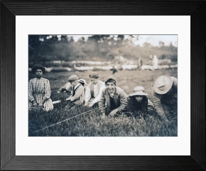 Framed Print : Child labor. Syrian children from Boston and Providence pick cranberries. Maple Park Bog, Massachusetts. photograph by Lewis Wickes Hine, 1911 Framed Print : Child labor. Syrian children from Boston and Providence pick cranberries. Maple Park Bog, Massachusetts. photograph by Lewis Wickes Hine, 1911