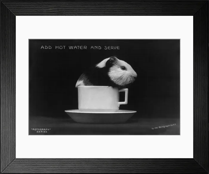 Framed Print : Guinea pig in a tea cup, original title: Add Hot Water and Serve, 1906