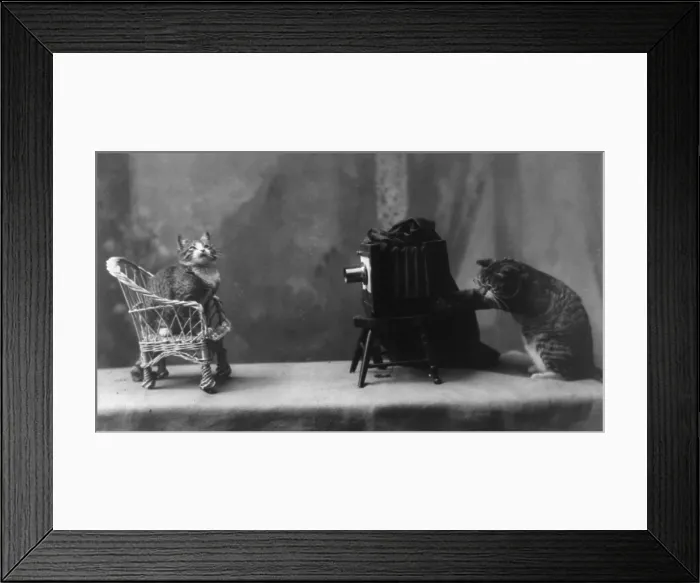 Framed Print : A cat photographing a cat, original title: In The Rogue's Gallery, 1898