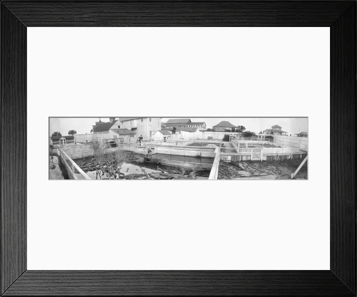Framed Print : Alligator Farm, South Beach, Florida, photograph by W. J. Harris, 1910