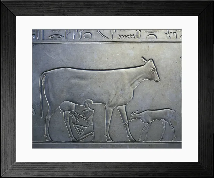 Framed Print : Sarcophagus of Queen Kawit. 2040 BC. Detail of the servant milking a cow. Egyptian art. Middle Kingdom. Relief on rock. EGYPT. Cairo. Egyptian Museum. Proc: EGYPT. Dayr al-Bahri