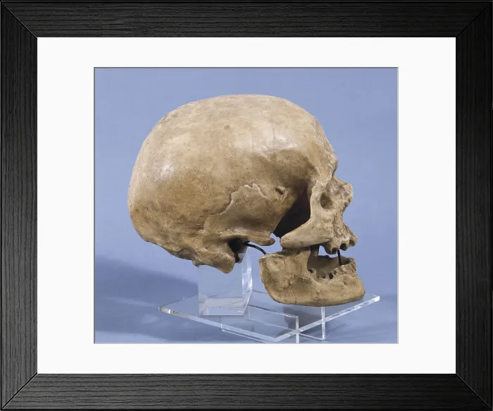 Framed Print : Neanderthal man skull (ca. 5000 BC). Found at the cave of Forbes Quarry in 1848. Upper Paleolithic. SPAIN. Barcelona. Archaeology Museum of Catalonia Framed Print : Neanderthal man skull (ca. 5000 BC). Found at the cave of Forbes Quarry in 1848. Upper Paleolithic. SPAIN. Barcelona. Archaeology Museum of Catalonia