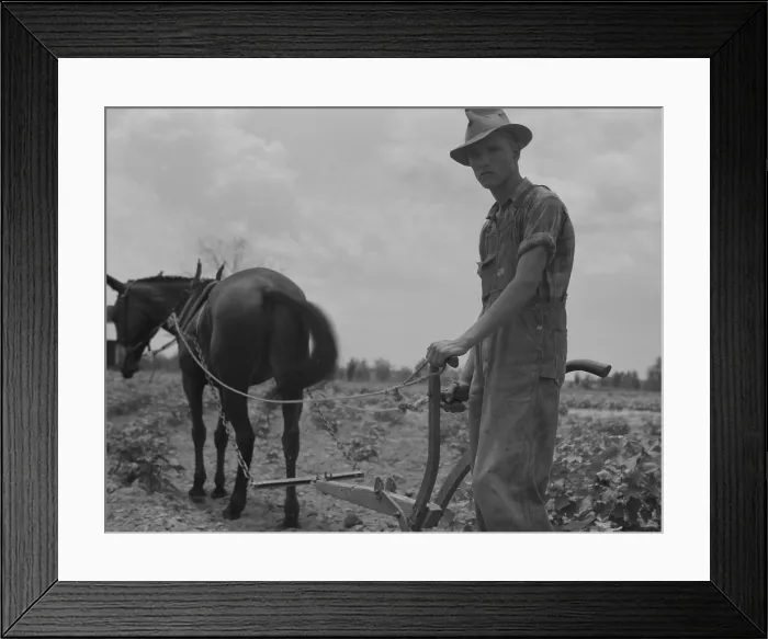 Framed Print : Son of sharecropper family at work cultivating a cotton field near Chesnee, South Carolina. Dorothea Lange photo, June 1937 Framed Print : Son of sharecropper family at work cultivating a cotton field near Chesnee, South Carolina. Dorothea Lange photo, June 1937