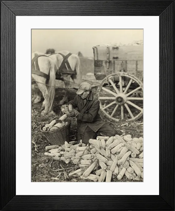 Framed Print : Farmer collecting husked corn to load into a horse drawn wagon in Washington County, Maryland