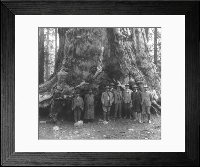 Framed Print : President Theodore Roosevelt and his party, before the 'Grizley Giant, ' big trees of California during his 1903 Western tour