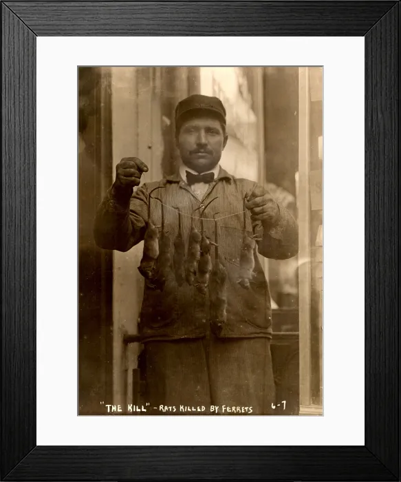 Framed Print : New York, rat catcher, reads: The kill - rats killed by ferrets, 1908