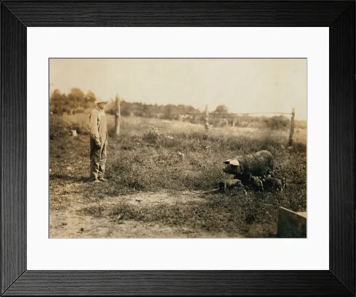 Framed Print : Homer Hunt tending pigs, Rockcastle County, Maretburg, Kentucky, photograph by Lewis Wickes Hine, August 14, 1916