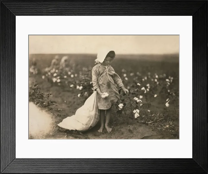 Framed Print : Child labor, a young girl picking cotton, Vera Hill, 5 years old picks 25 pounds a day, Comanche County, Oklahoma, photograph by Lewis Wickes Hine, October 11, 1916