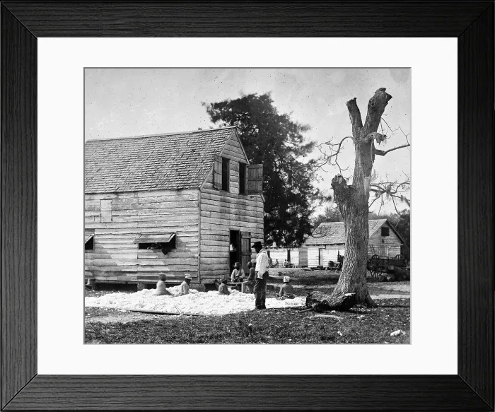 Framed Print : African Americans preparing cotton for the gin on Smith's plantation, Port Royal Island, S.C. Photograph by Timothy O'Sullivan ca. 1862