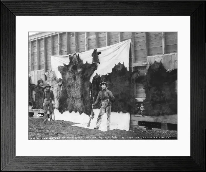 Framed Print : Skins of animals killed on Show River, photograph by Emswyler and Dupont Bill, Alaska, 1906